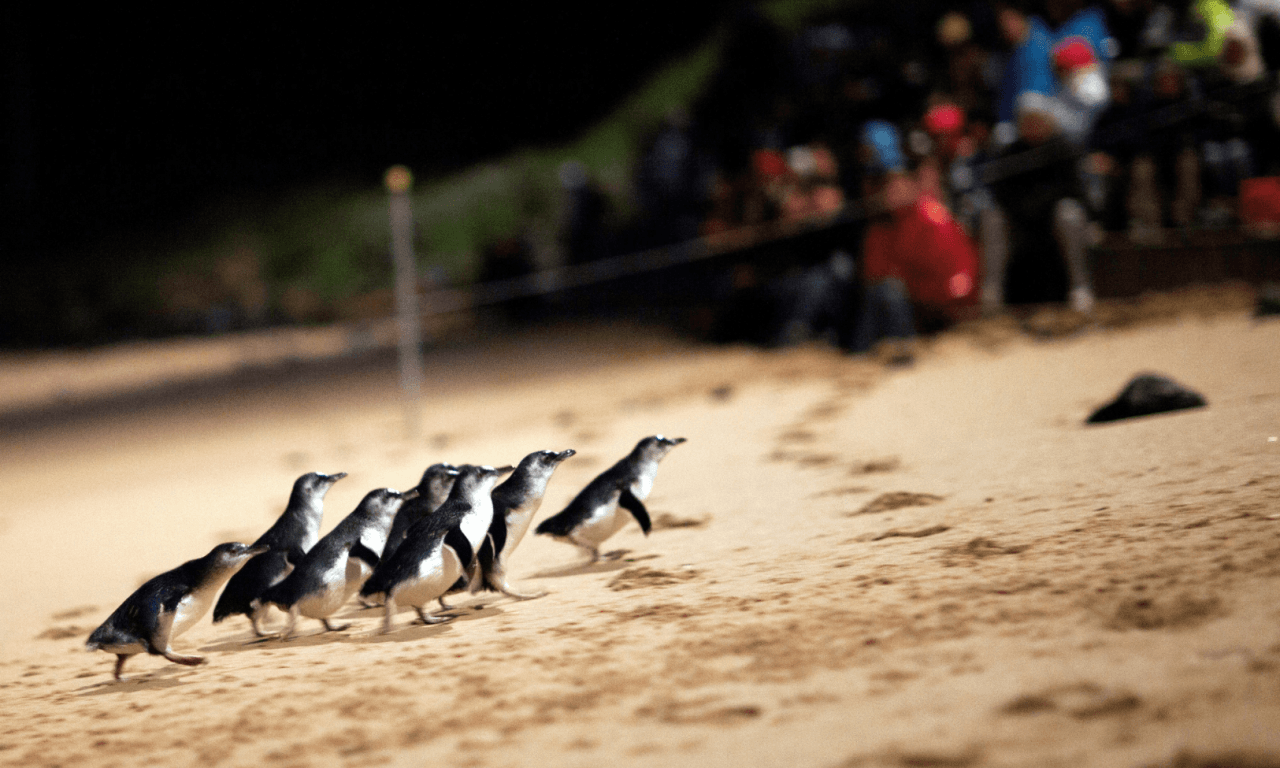 Penguins Express Tour from Melbourne - სურათი 5