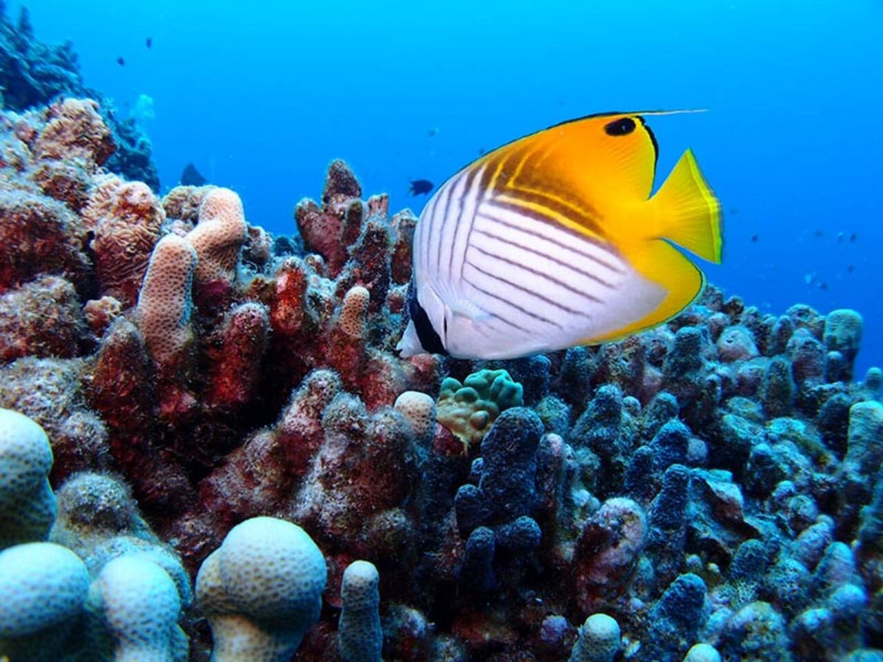 Okinawa Miyakojima Undersea Park - სურათი 7