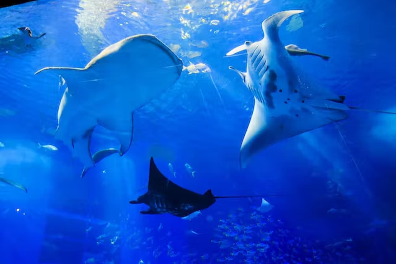 Okinawa Churaumi Aquarium Ticket - სურათი 8