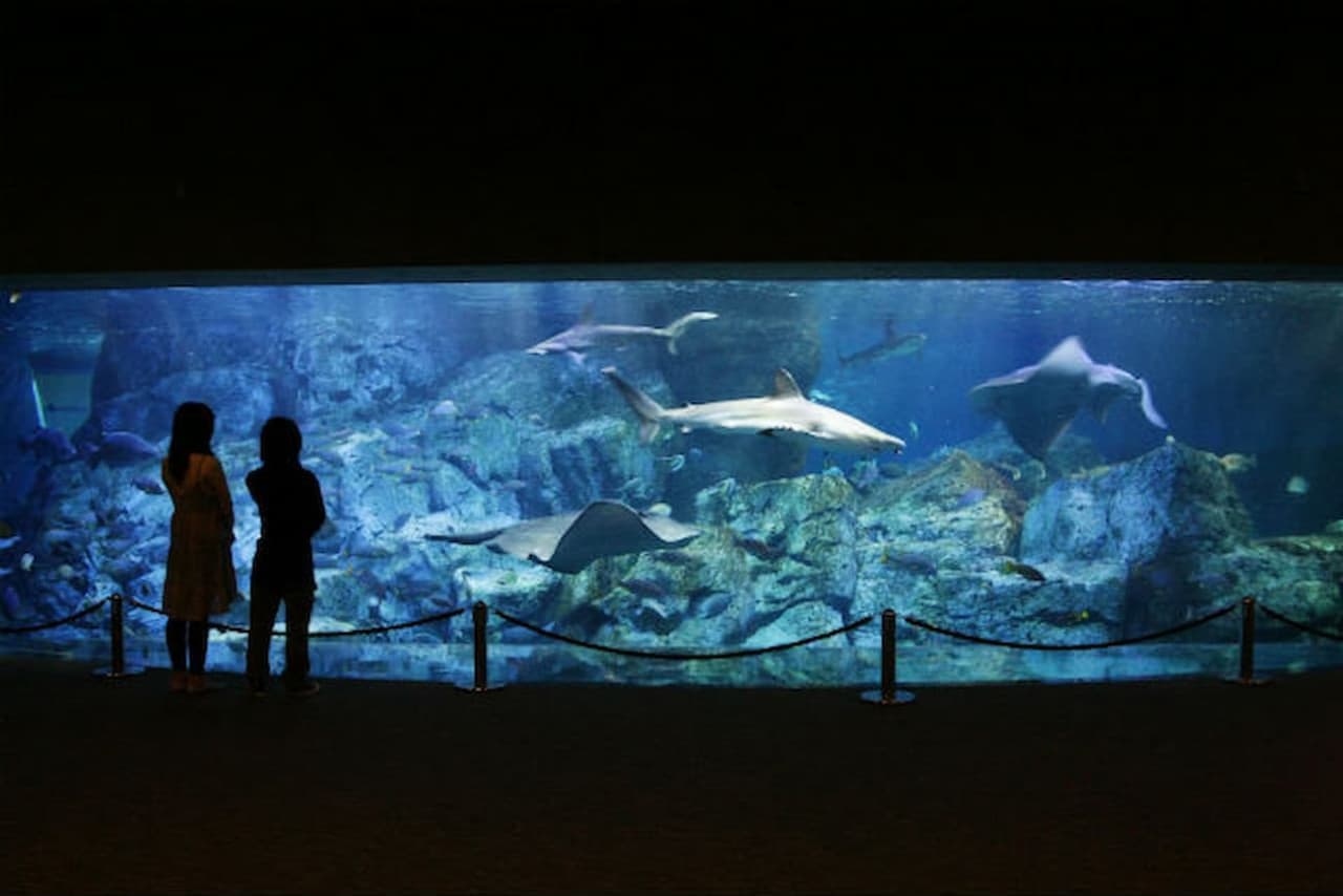 Oita Marine Palace Aquarium Umitamago Ticket - სურათი 2