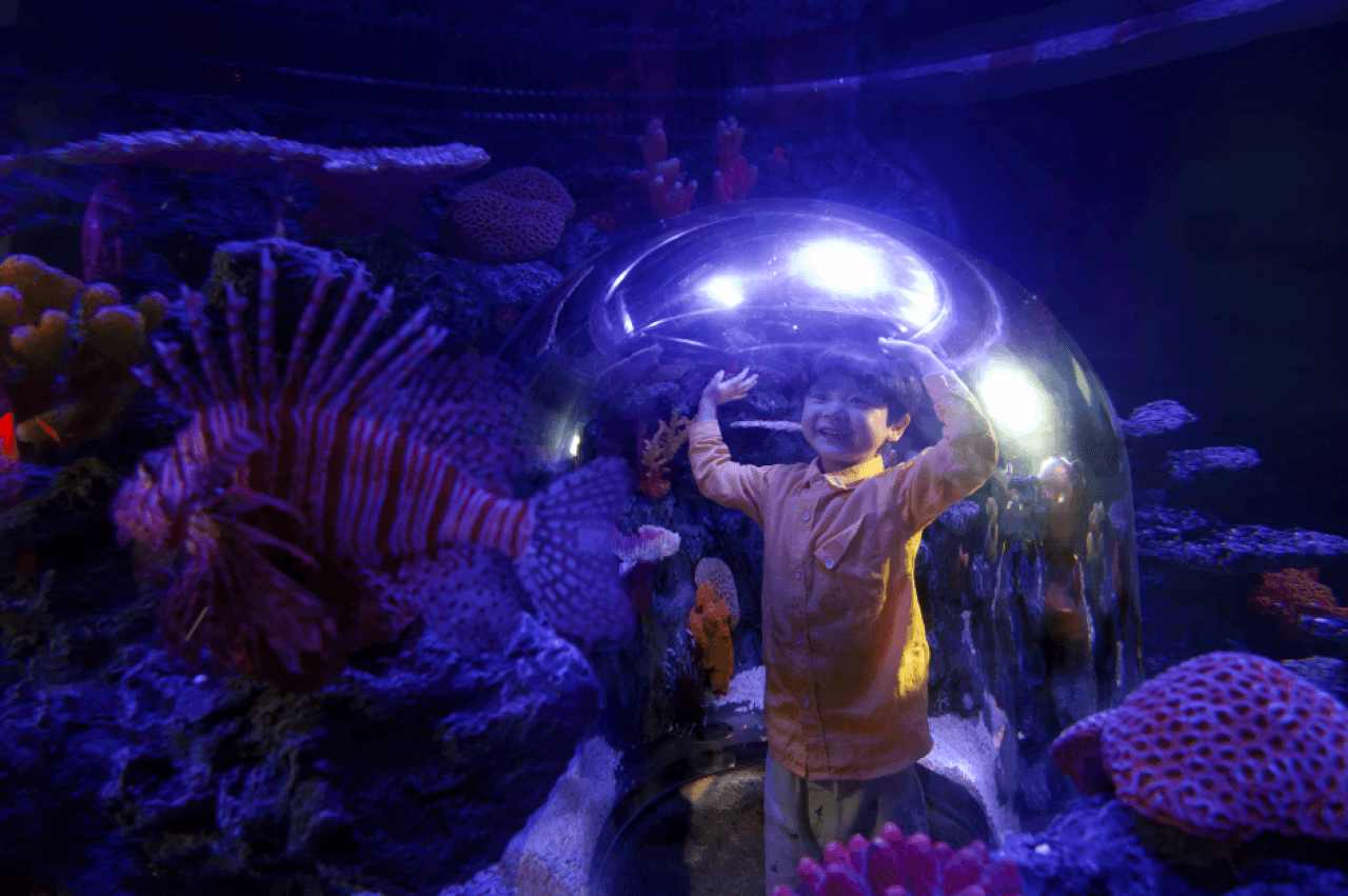 SEA LIFE COEX, Seoul Aquarium Ticket - სურათი 2