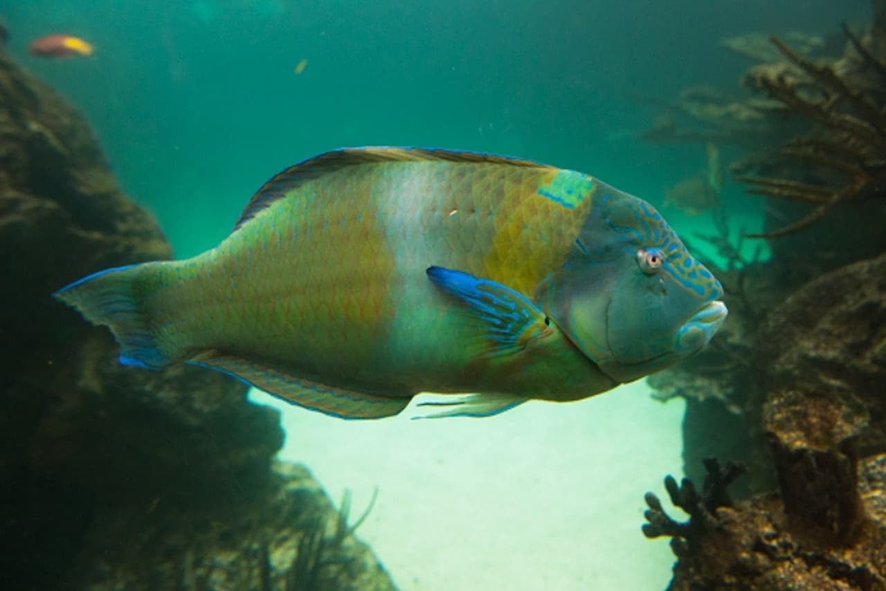 New York Aquarium - სურათი 3