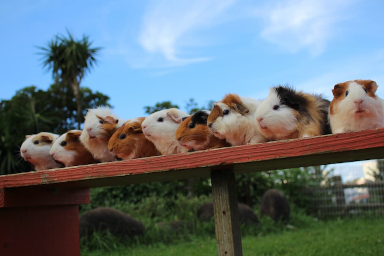 Okinawa Zoo & Museum Ticket - სურათი 4
