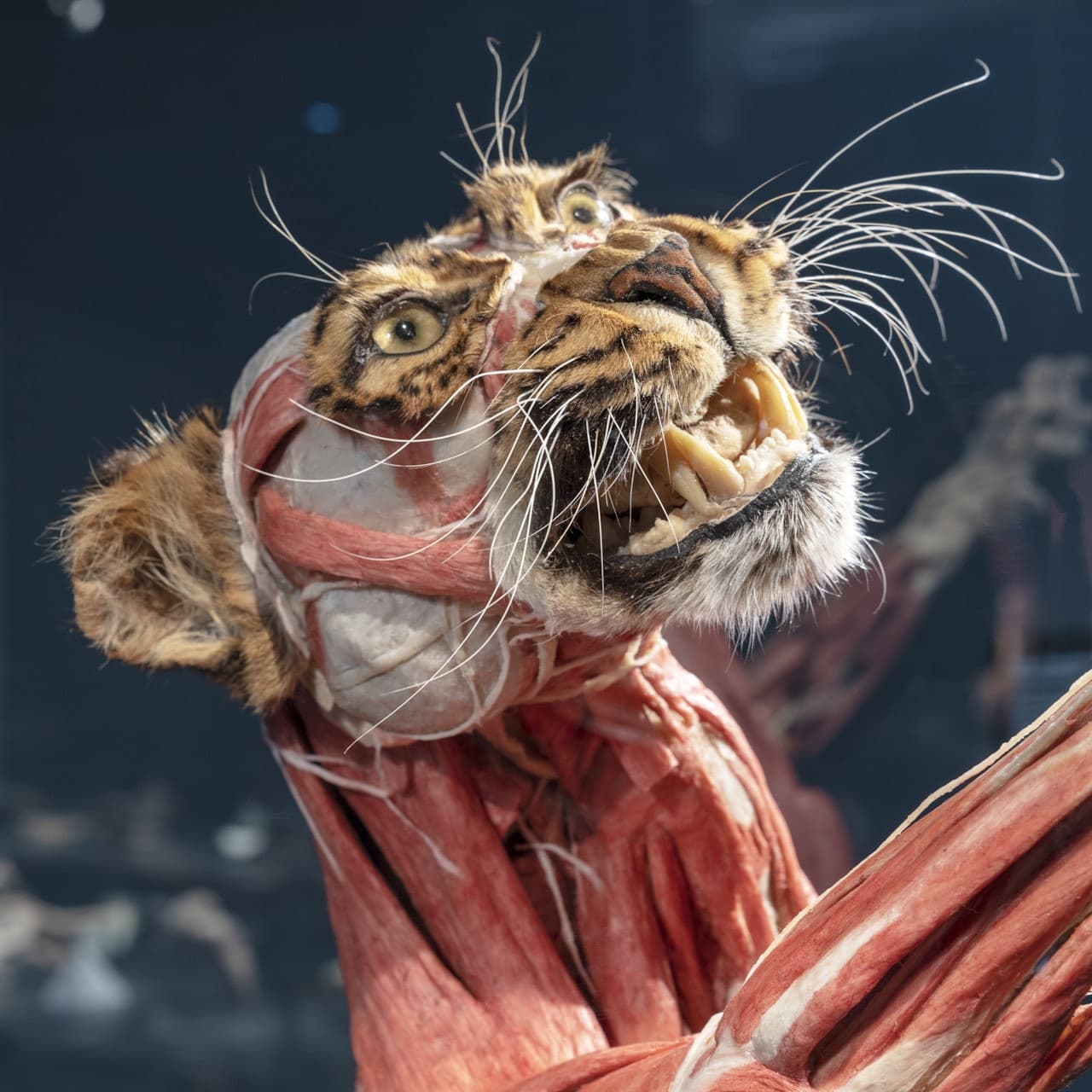 BODY WORLDS Berlin - სურათი 3