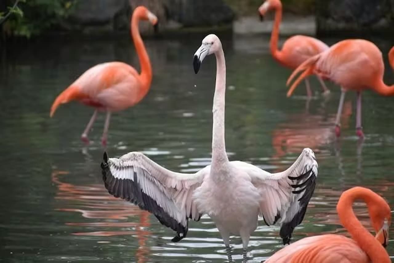 Nagoya-City Higashiyama Zoo and Botanical Gardens - სურათი 11