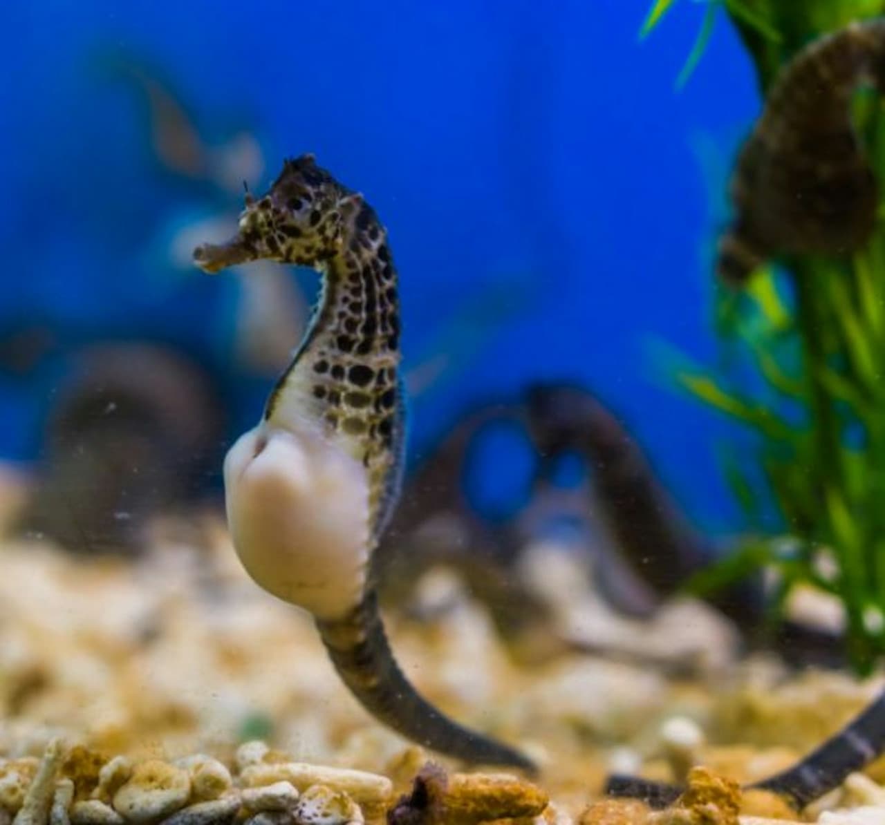 Seville Aquarium Ticket - სურათი 6