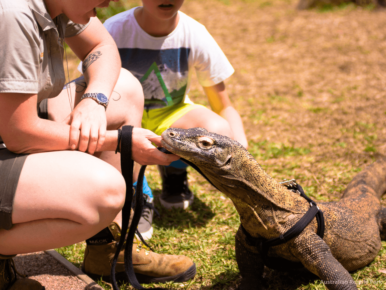 Australian Reptile Park - სურათი 29