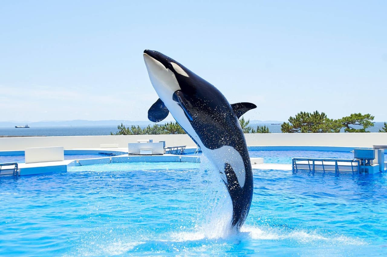 Kobe Suma Sea World Ticket - სურათი 3