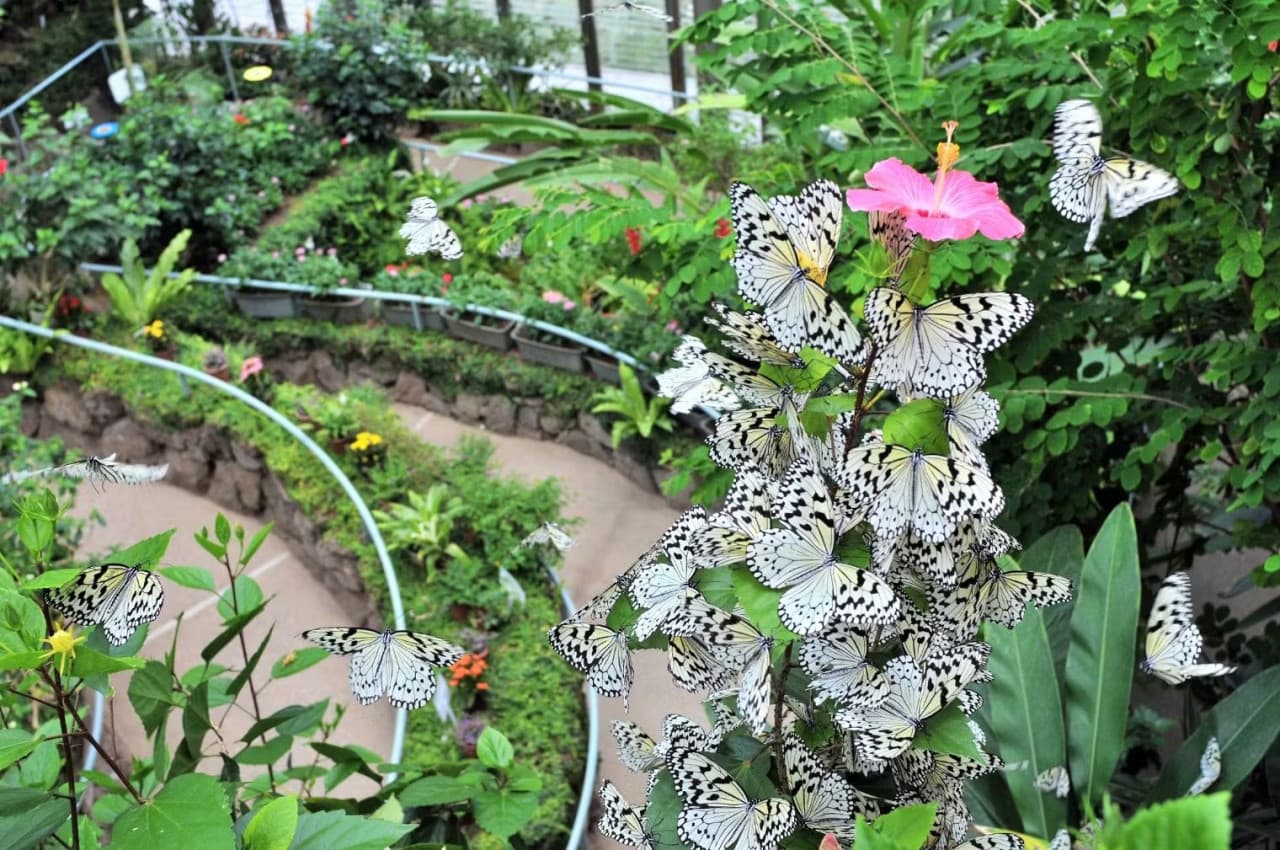 Ishikawa Insect Museum Ticket - მთავარი სურათი