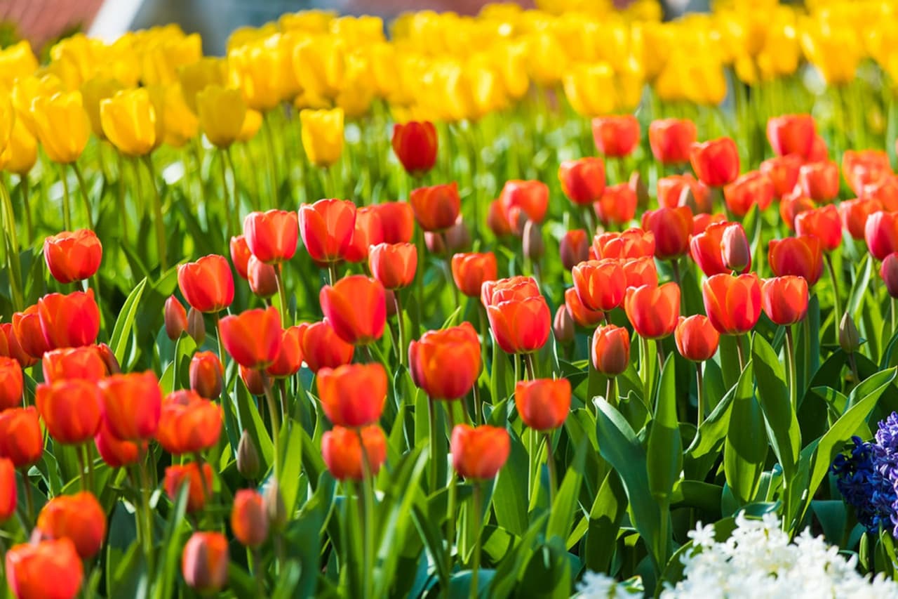Keukenhof Gardens Ticket with Round Trip Bus Transfer from Amsterdam - სურათი 5