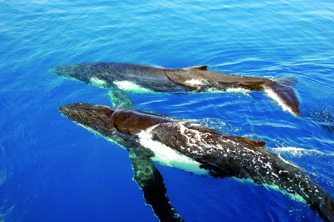 Sydney Whale Watching Cruise with Breakfast or Lunch with Sydney Princess Cruises - სურათი 6