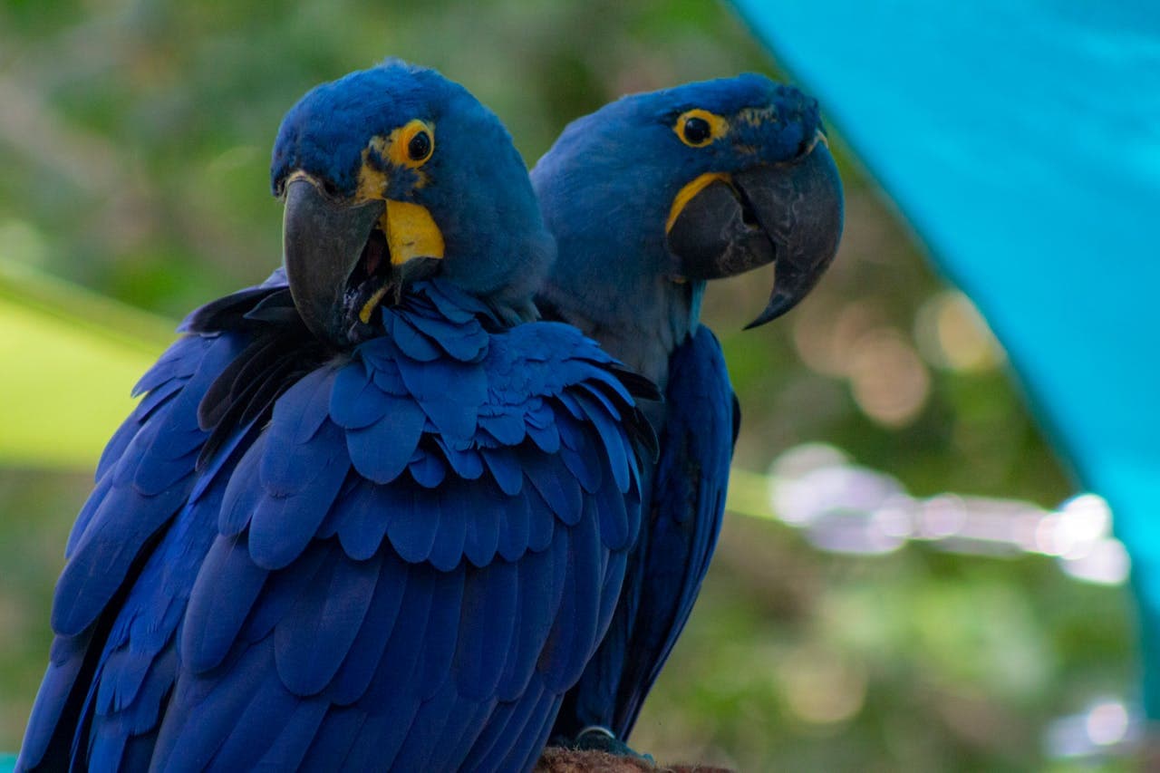 Central Florida Zoo & Botanical Gardens Ticket - სურათი 15