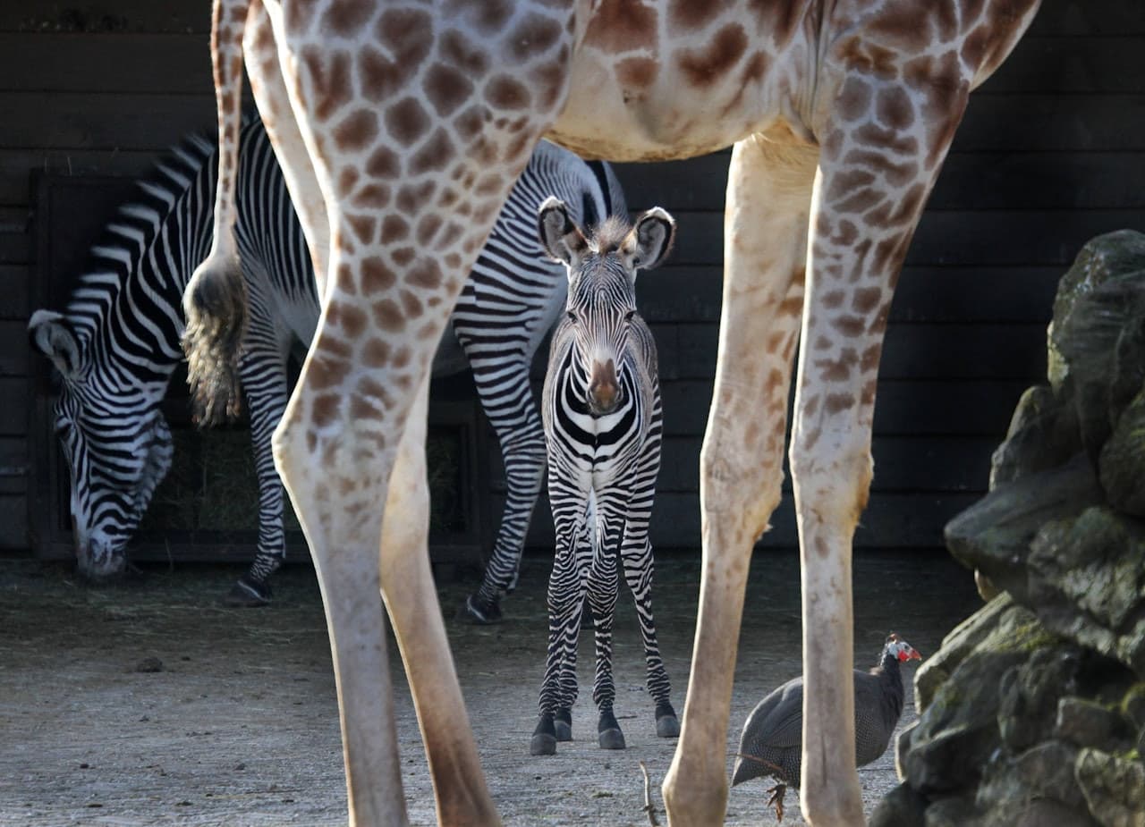 ARTIS Royal Zoo - სურათი 3