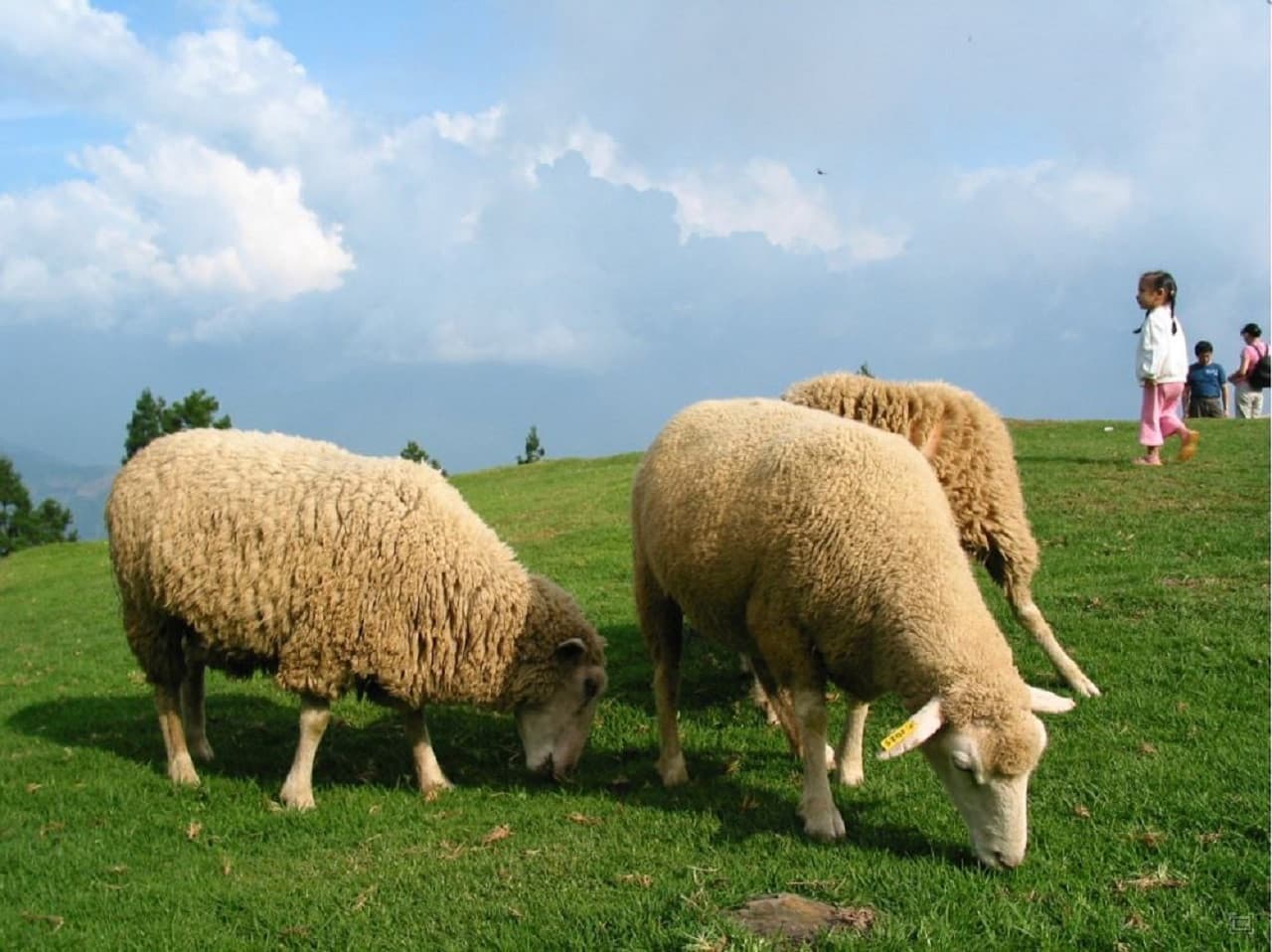 Qingjing Farm Green Green Grassland - სურათი 7