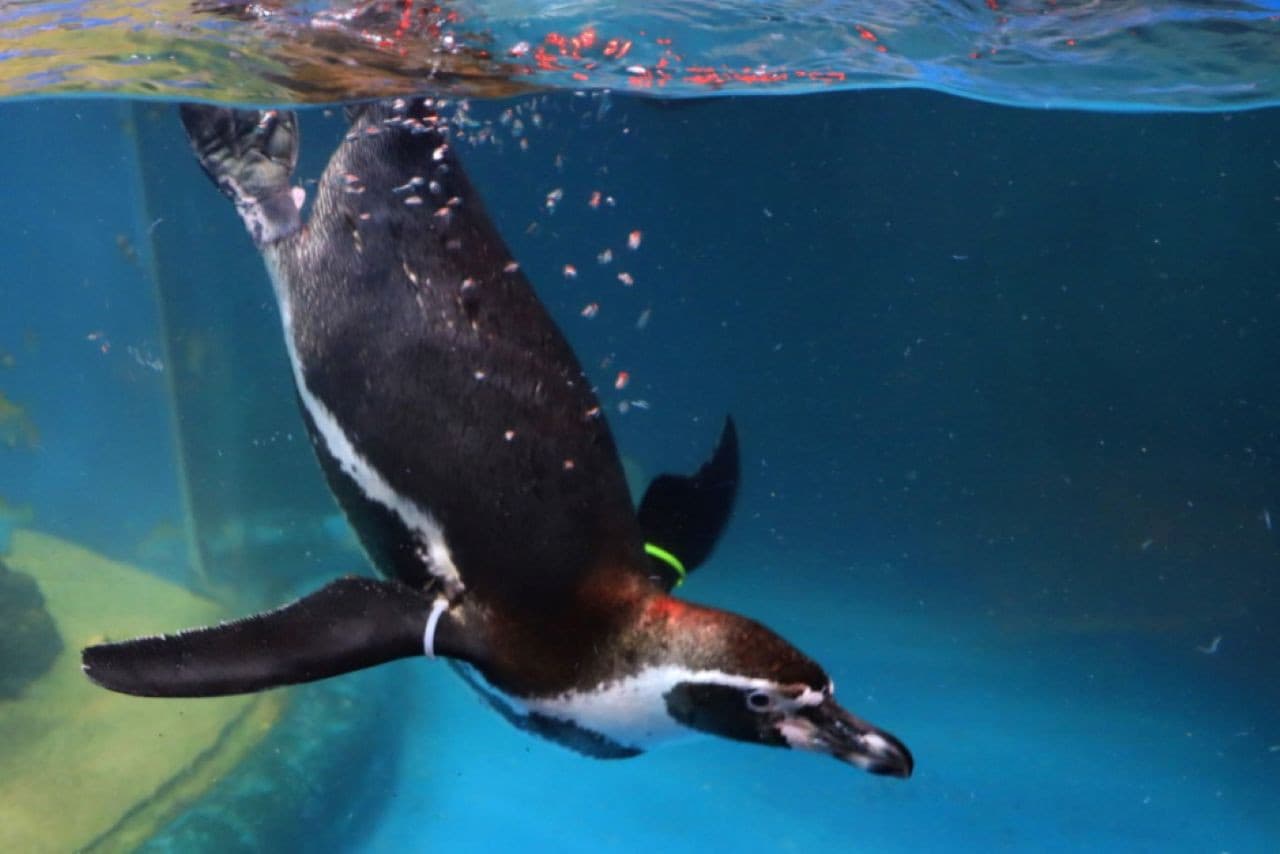 SEA LIFE COEX, Seoul Aquarium Ticket - სურათი 16