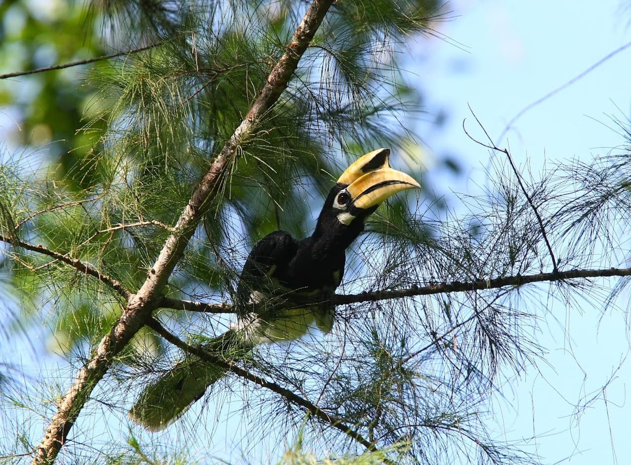 Langkawi Birdwatching Experience Tour - Half Day - სურათი 2