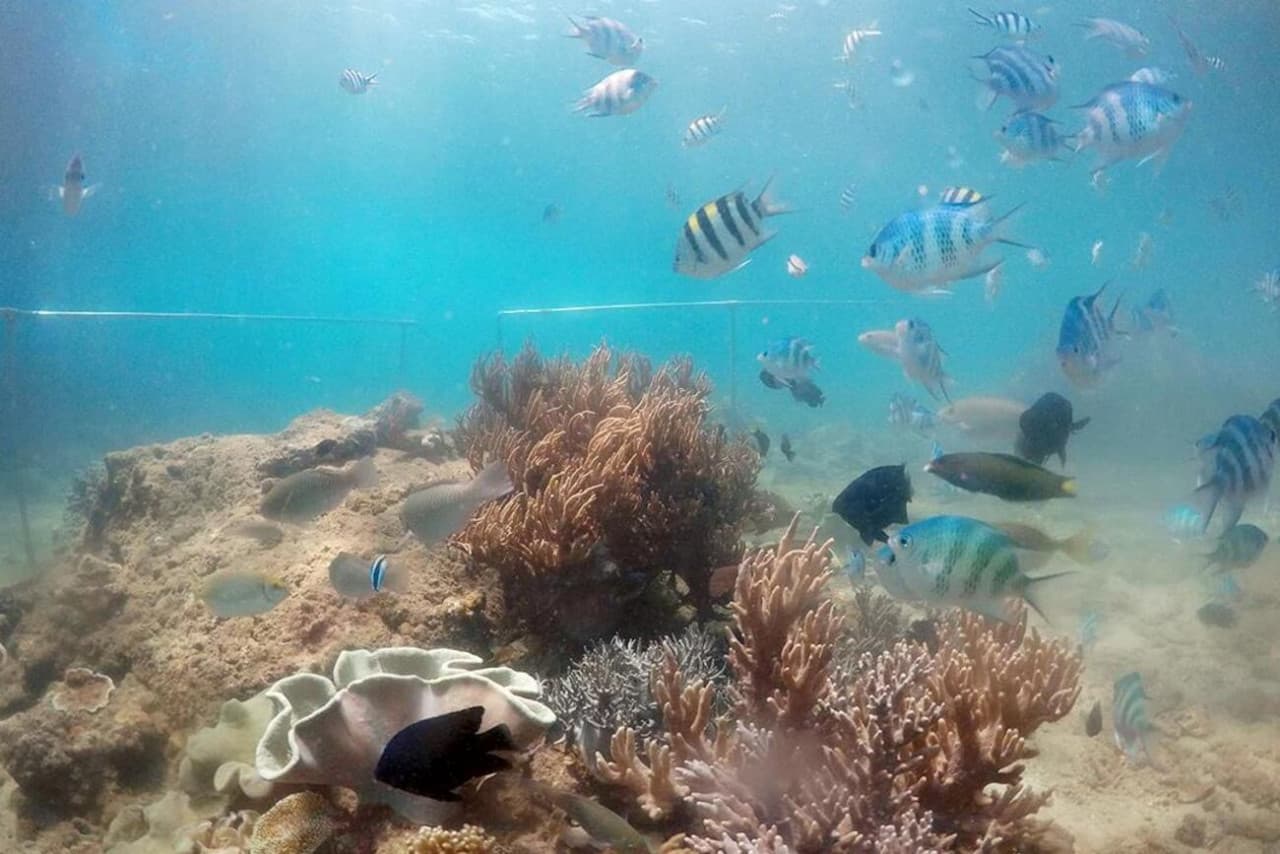 Cham Islands Underwater Walking and Snorkelling Half-Day Tour from Da Nang - სურათი 5