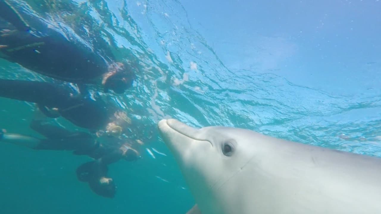 Swim with Wild Dolphins Experience at Rockingham - სურათი 2