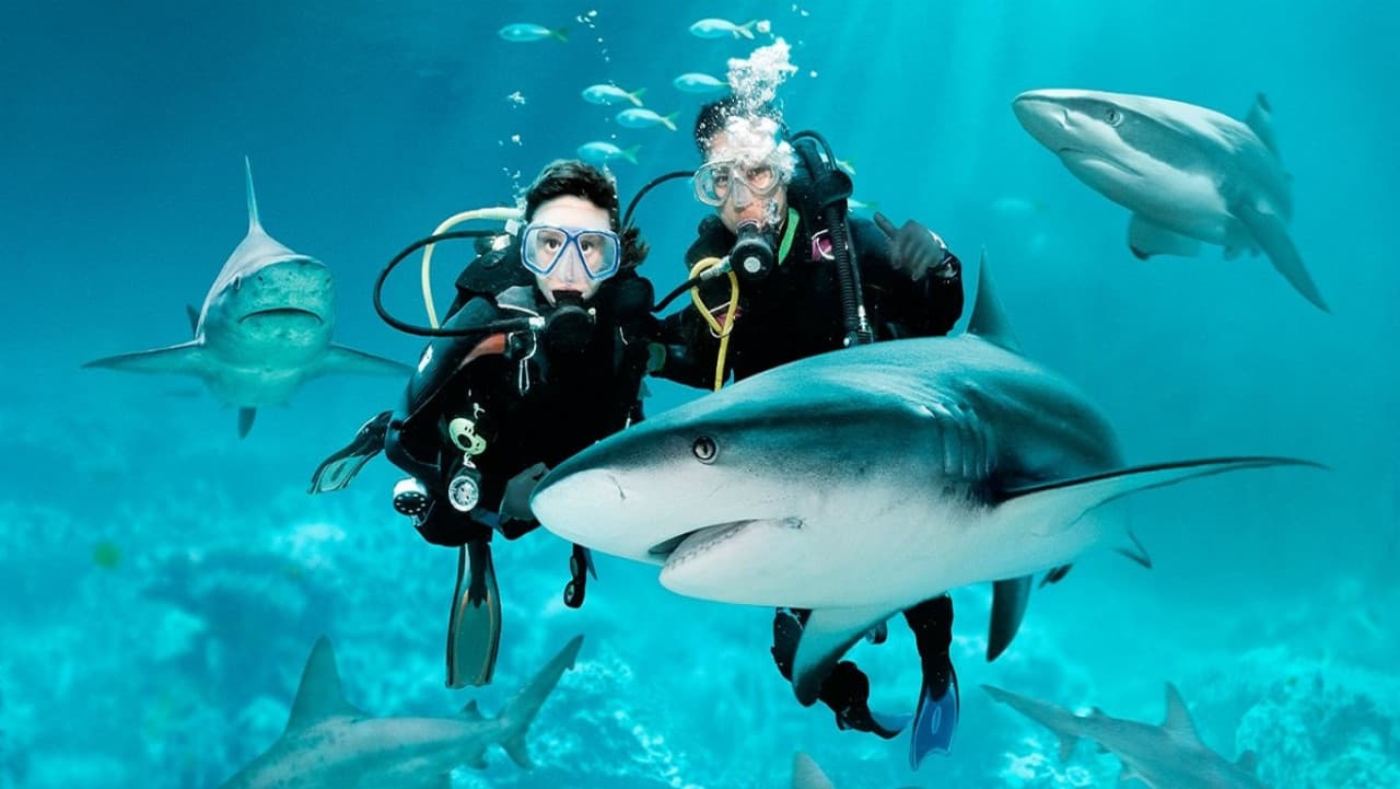 Ultimate Marine Life Experience at Adventure Cove Waterpark - სურათი 5