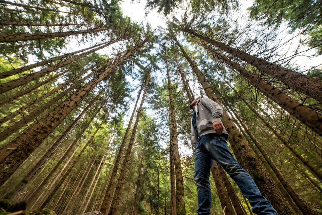 Muir Woods and Sausalito Tour from San Francisco - მთავარი სურათი
