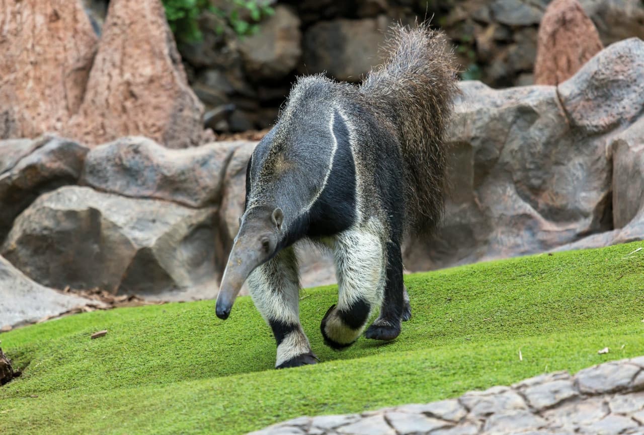 Loro Parque Ticket - სურათი 10