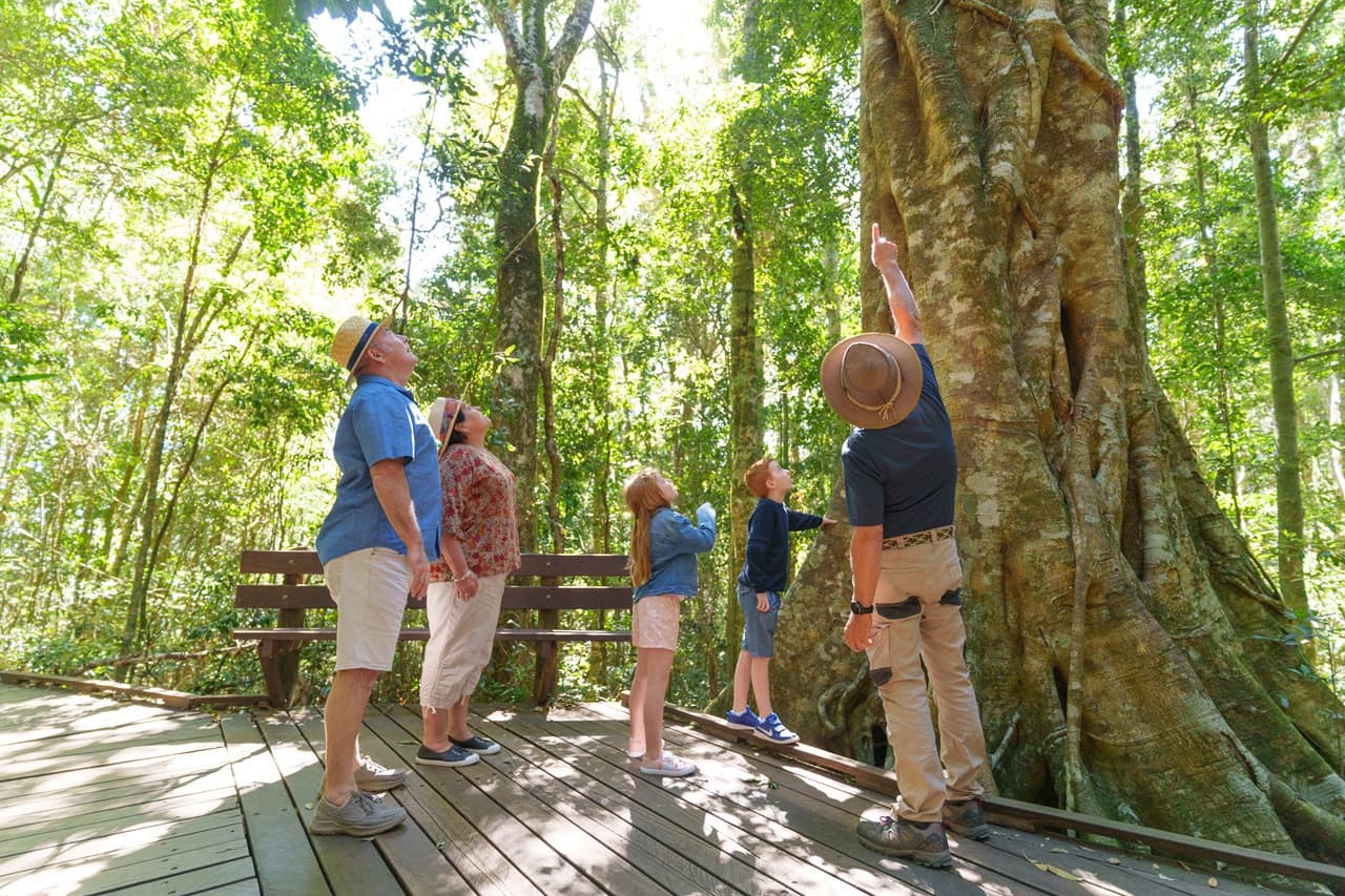 Lamington National Park Tour: O'Reilly's Rainforest Retreat and Canungra Valley Vineyard - მთავარი სურათი
