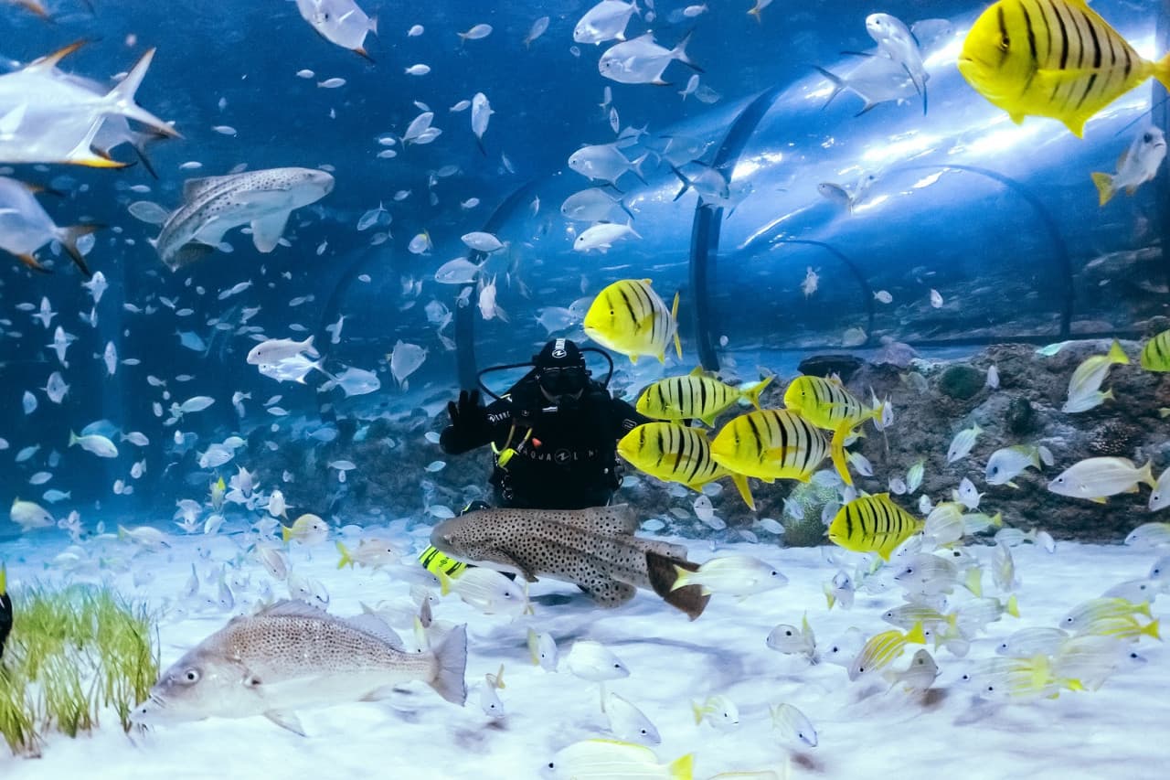The National Aquarium Abu Dhabi Ticket - სურათი 12