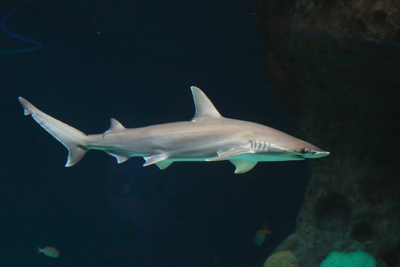 The Florida Aquarium Ticket - სურათი 10