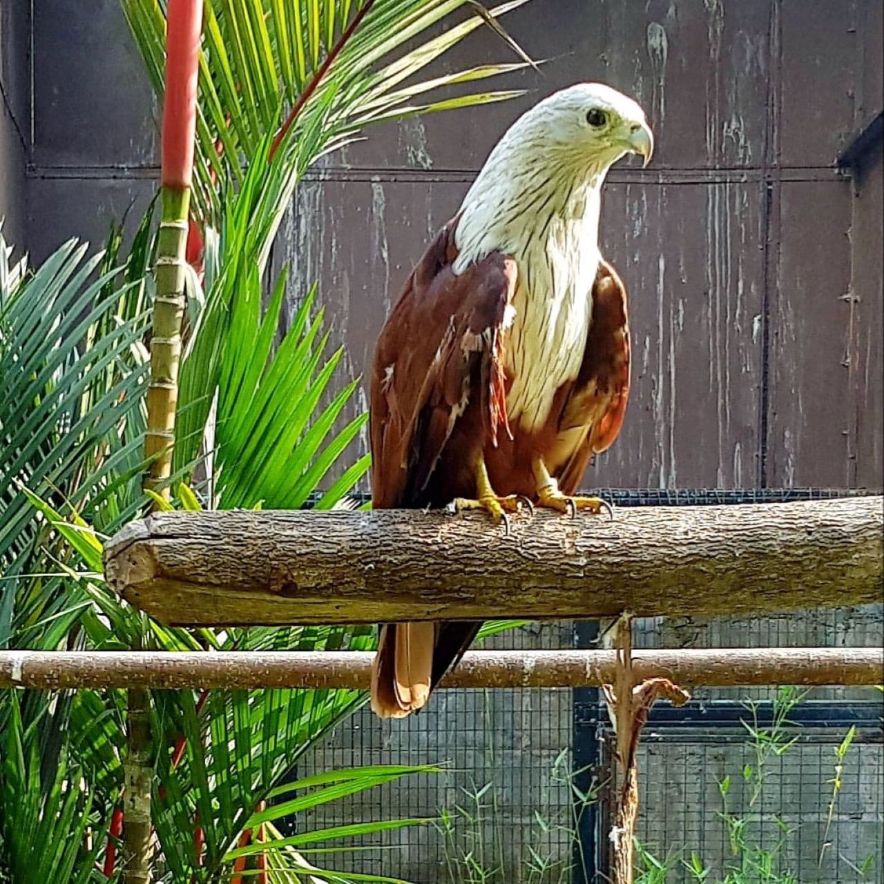 Penang Bird Park - სურათი 9