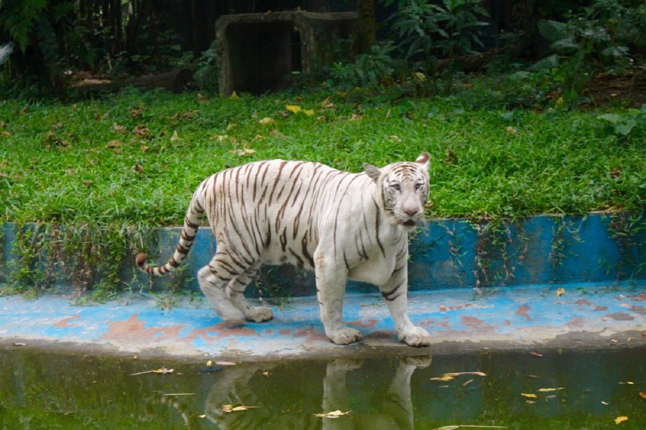 Zoo Negara Malaysia & Panda Conservation Centre Ticket - სურათი 4