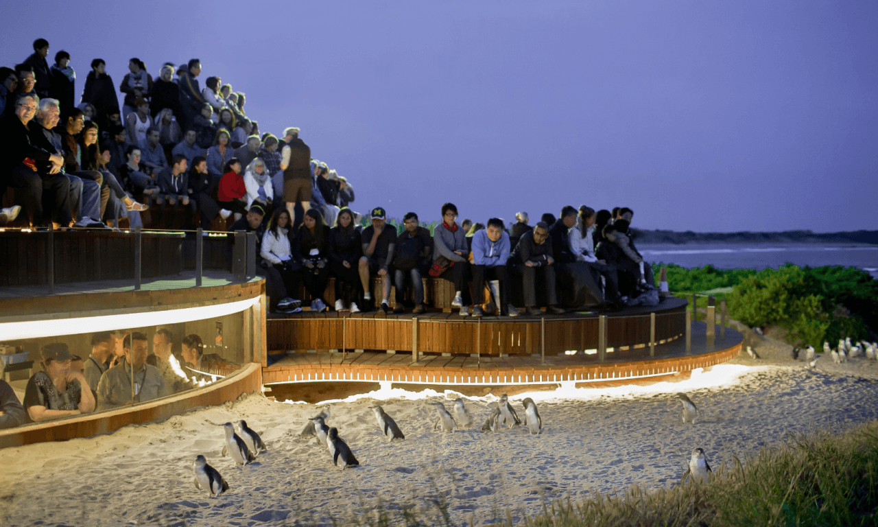 Phillip Island with Penguin Parade Eco Tour - სურათი 32