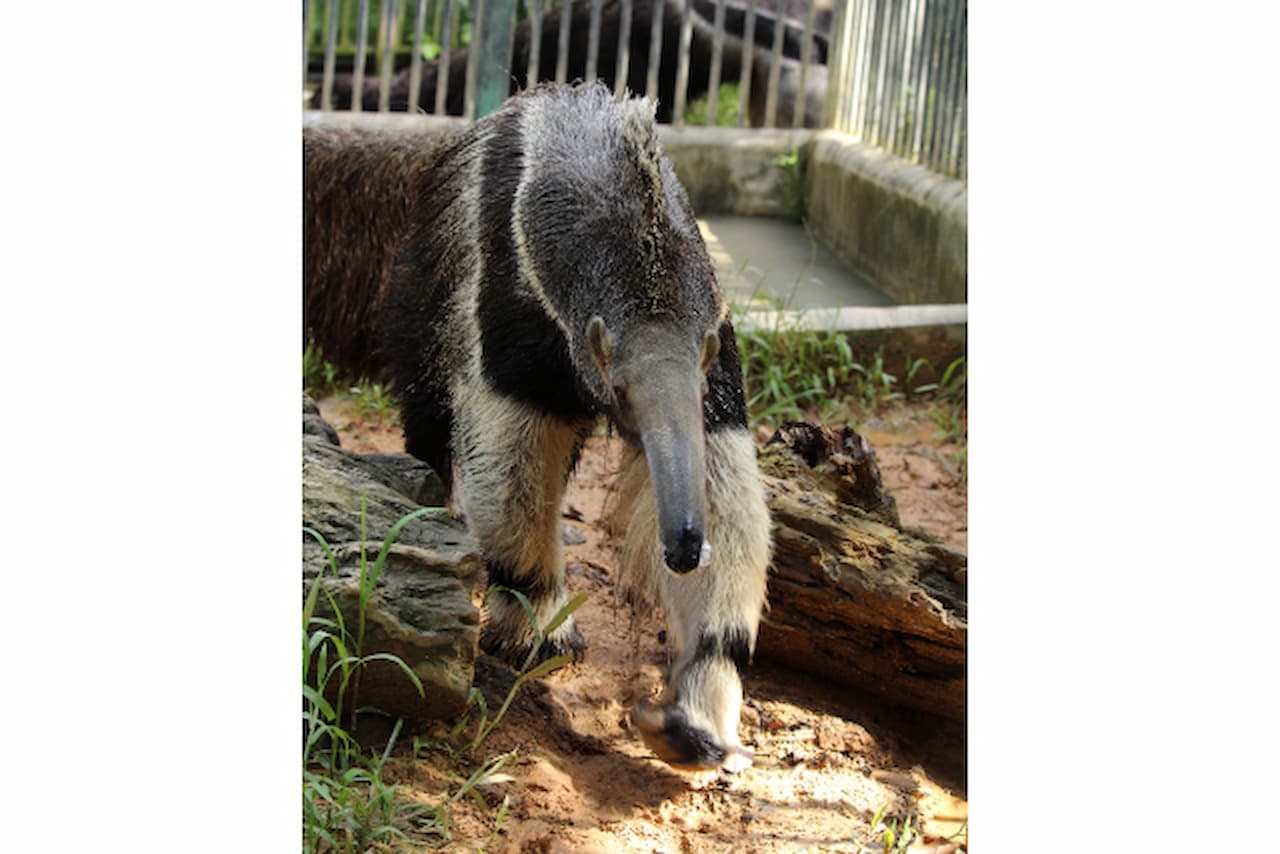 Okinawa Zoo & Museum Ticket - სურათი 2