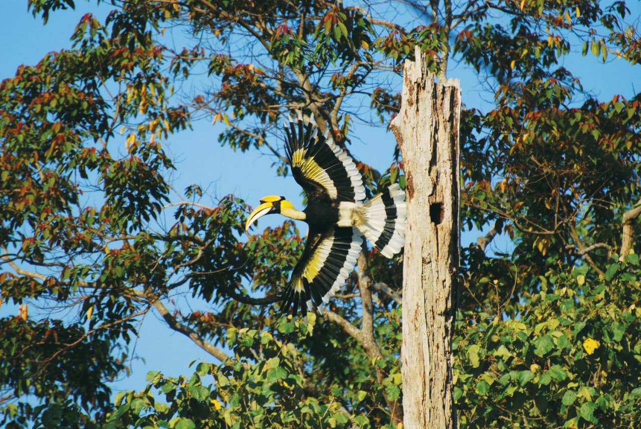 Langkawi Birdwatching Experience Tour - Half Day - მთავარი სურათი