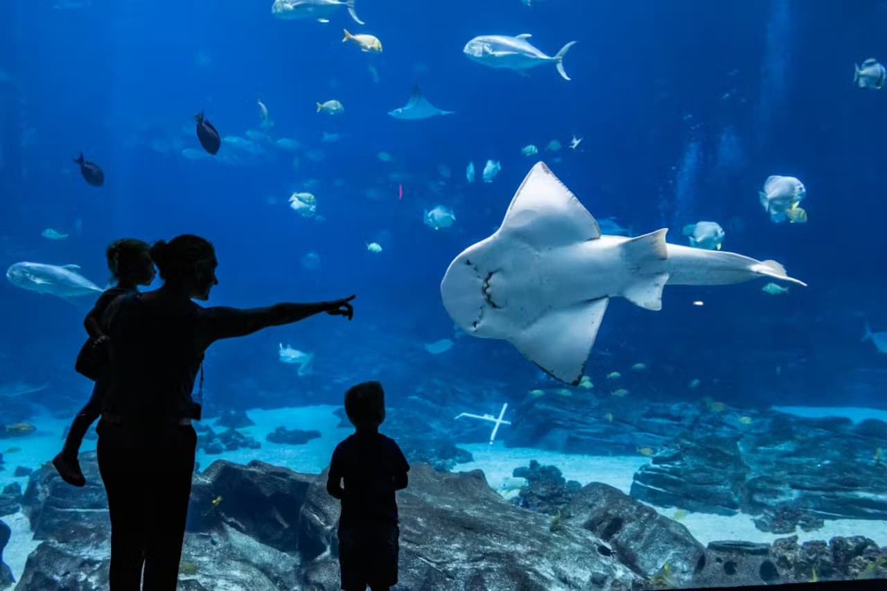 Georgia Aquarium: Fast Track Ticket - სურათი 4