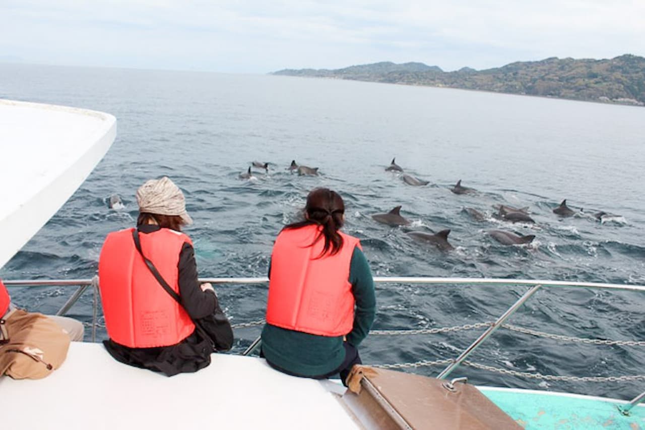Dolphin Watching Experience in Amakusa - სურათი 7