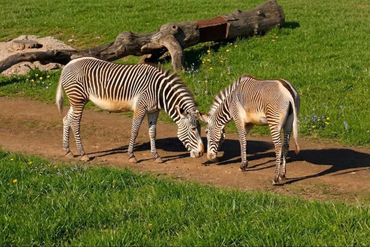 Prague Zoo Ticket + Audio Guide - სურათი 8