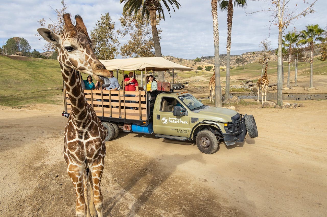 San Diego Zoo Safari Park Ticket - მთავარი სურათი