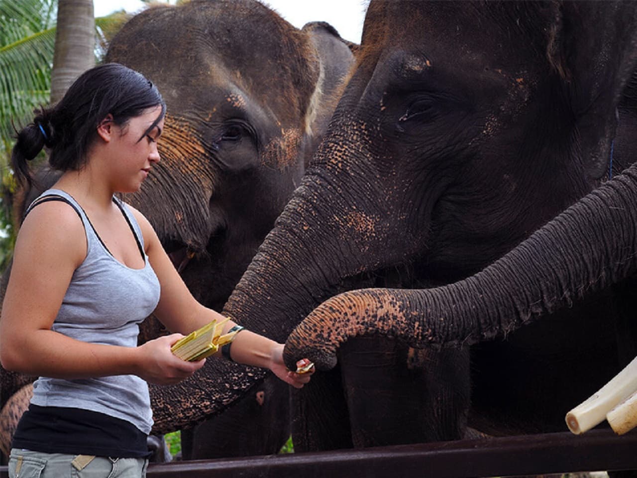 Mason Elephant Park Bali by Mason Adventures (Formerly known as Elephant Safari Park) - სურათი 5