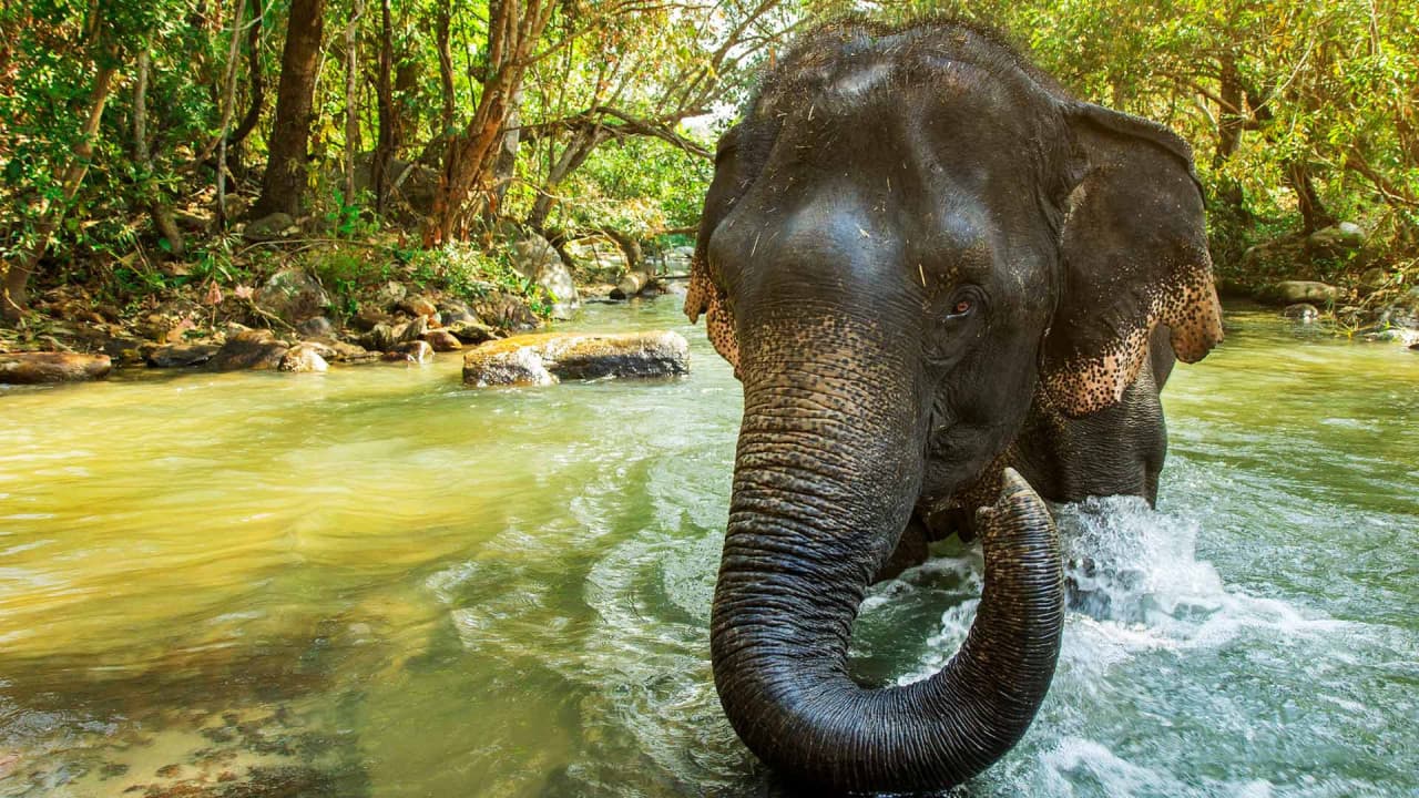 Elephant Jungle Sanctuary Phuket - სურათი 7