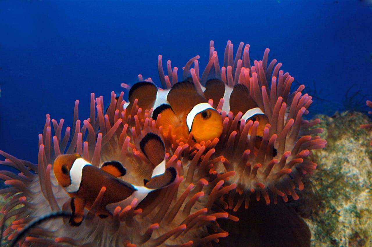 Aquarium of Genoa Ticket - სურათი 5