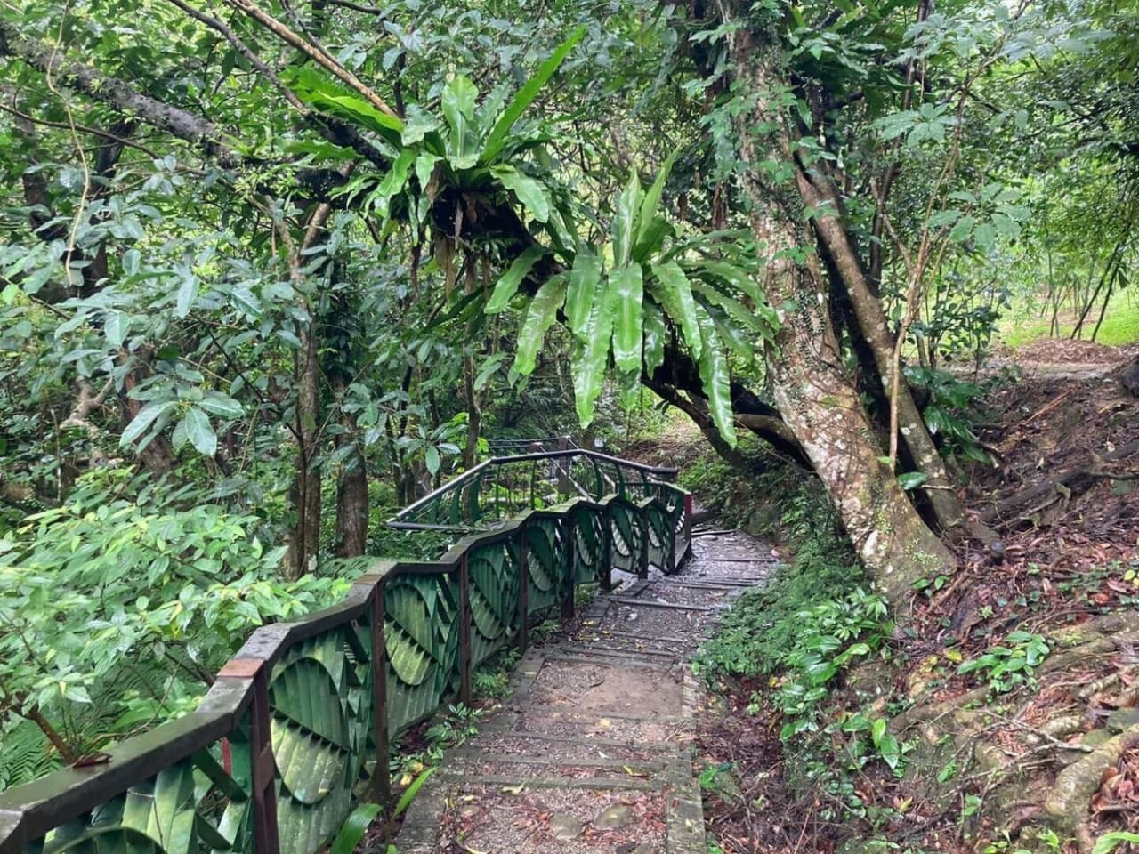 Pinglin Tea Culture and Maokong Full-Day Tour from Taipei - სურათი 13