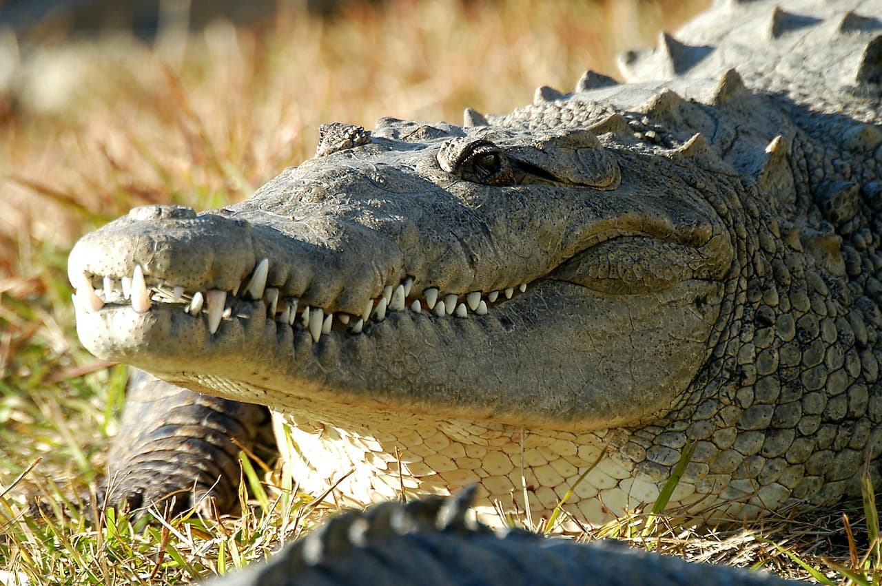 Gatorland Orlando - სურათი 5