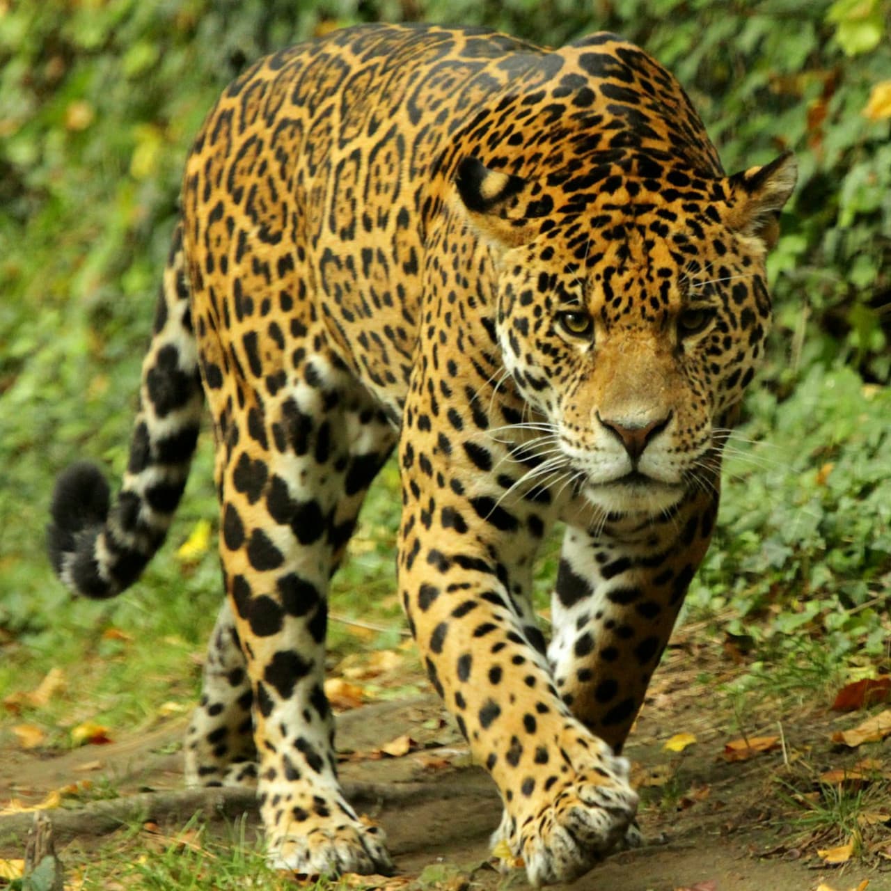 ZooParc de Beauval Ticket - სურათი 5