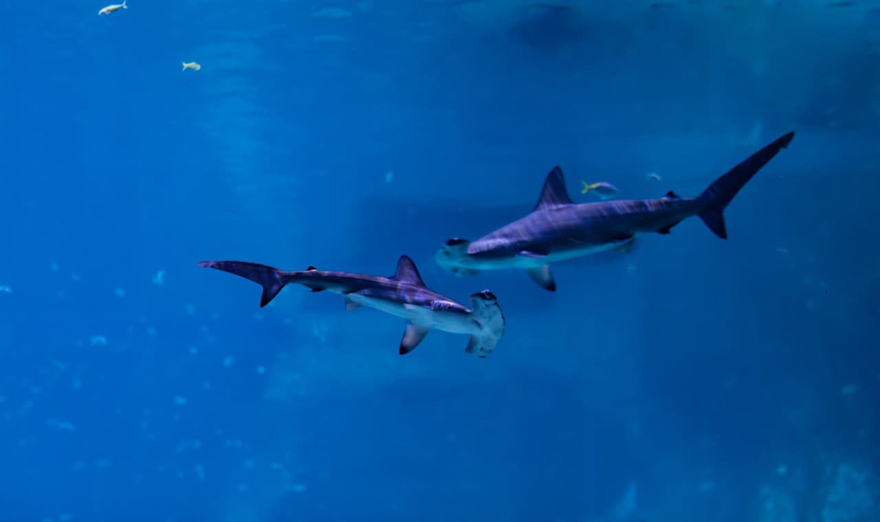 The National Aquarium Abu Dhabi Ticket - სურათი 5