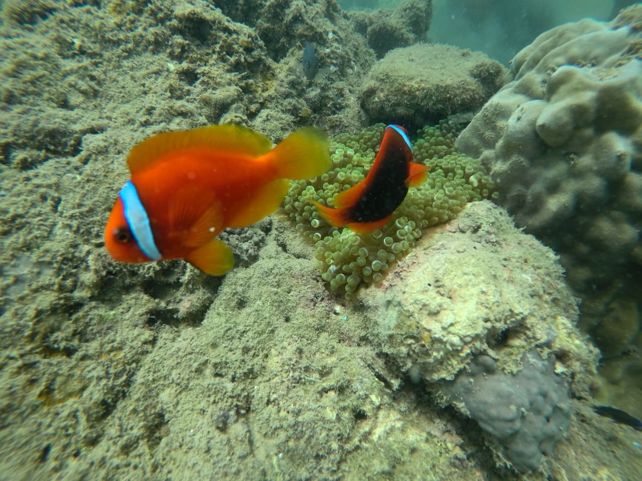 Cham Islands Underwater Walking and Snorkelling Half-Day Tour from Da Nang - სურათი 6