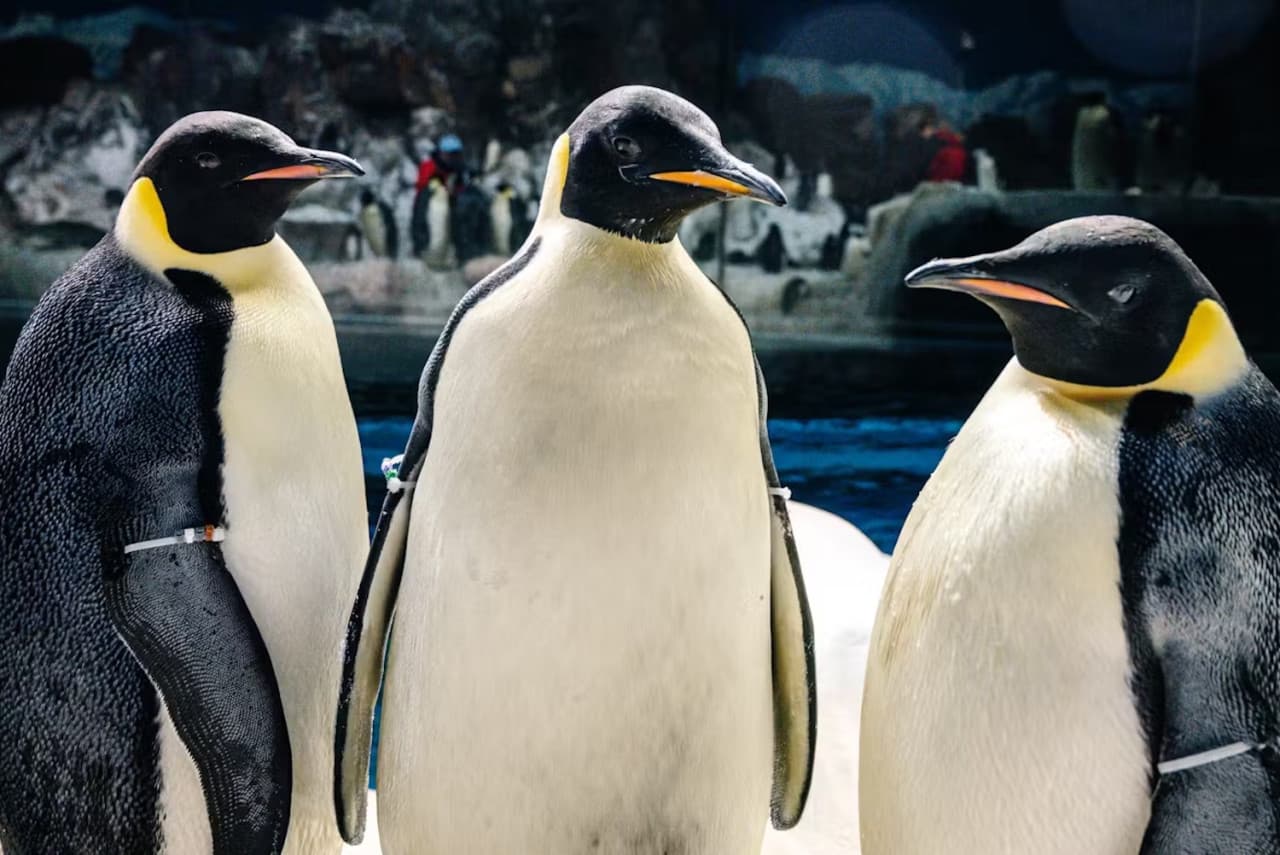 SeaWorld San Diego Ticket: Direct Entry - სურათი 21