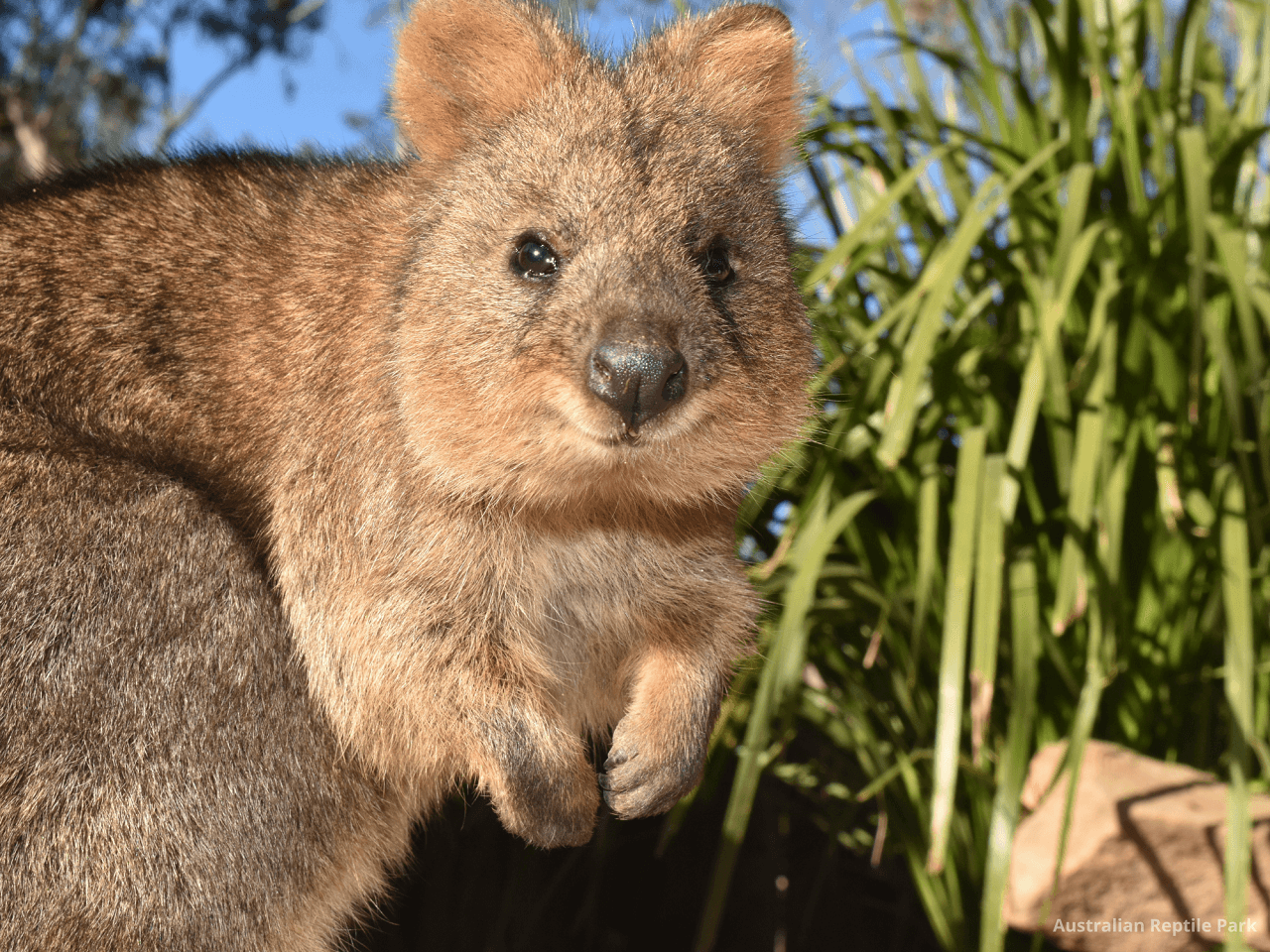 Australian Reptile Park - სურათი 34