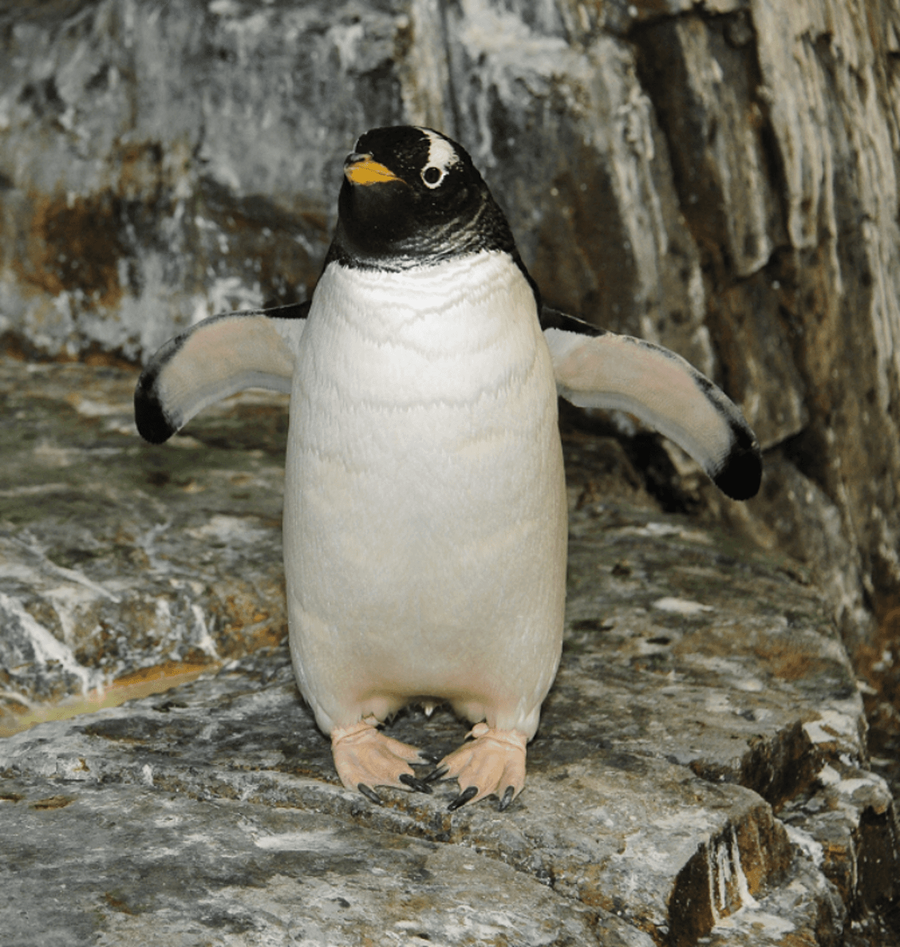 Central Park Zoo - სურათი 8