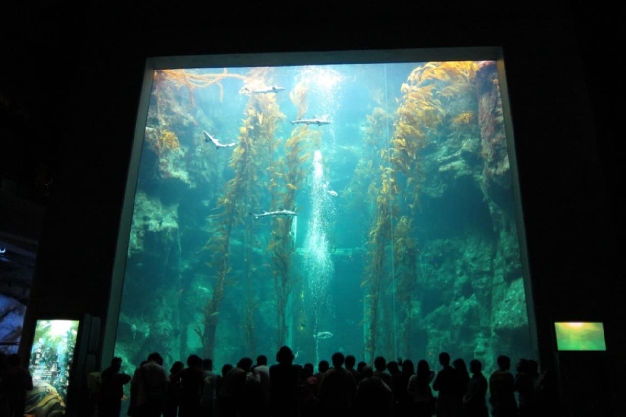 Pingtung National Museum of Marine Biology and Aquarium Ticket - სურათი 6