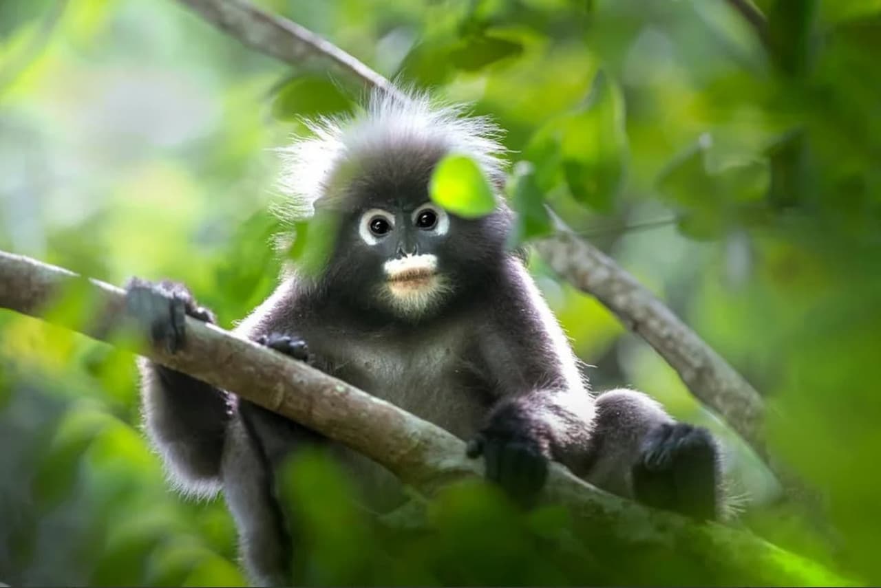 Langkawi Rainforest After Dark - სურათი 5